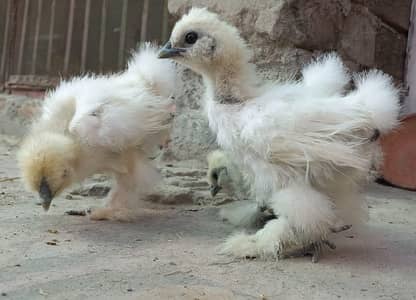 White silkie chicks for sale