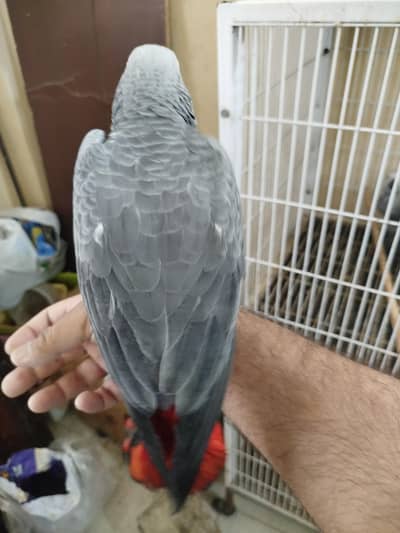African Congo Grey Parrot