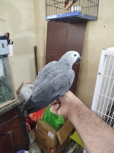 African Congo Grey Parrot