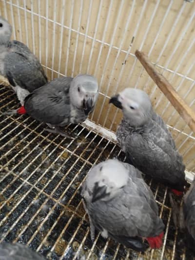 African Congo Grey Parrot