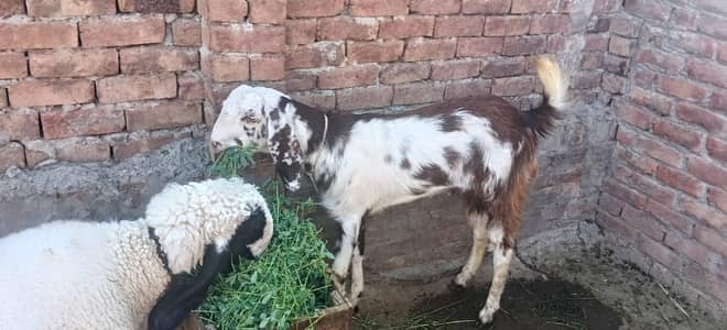 Kajla chatra and Bakra for sale fresh 2 dant hai dono healthy and acit