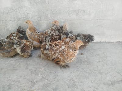 eggs chicks Mottled Porcelain Bantam Silki sultan polish