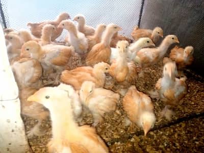 GOLDEN BUFF ACTIVE AND HEALTHY CHICKS