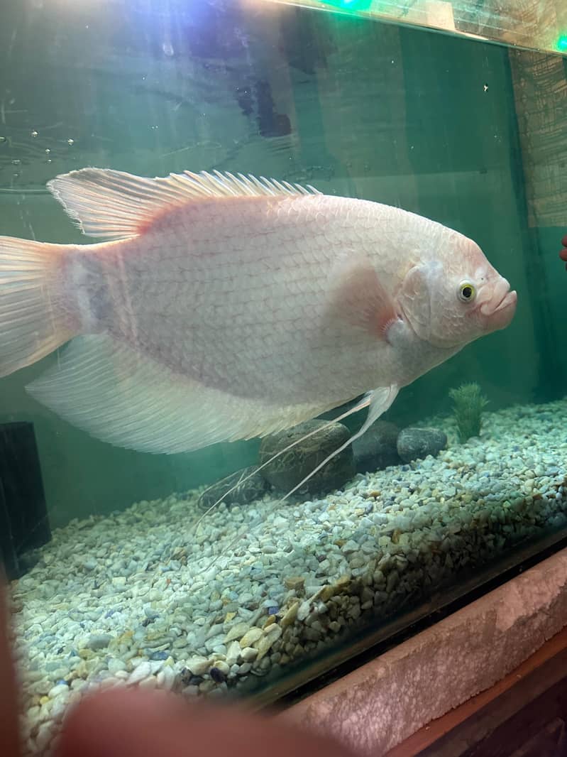 Gourami 0