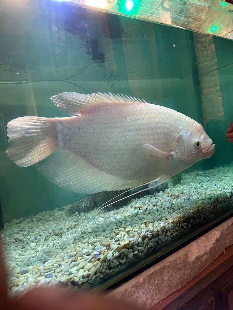 Gourami 1