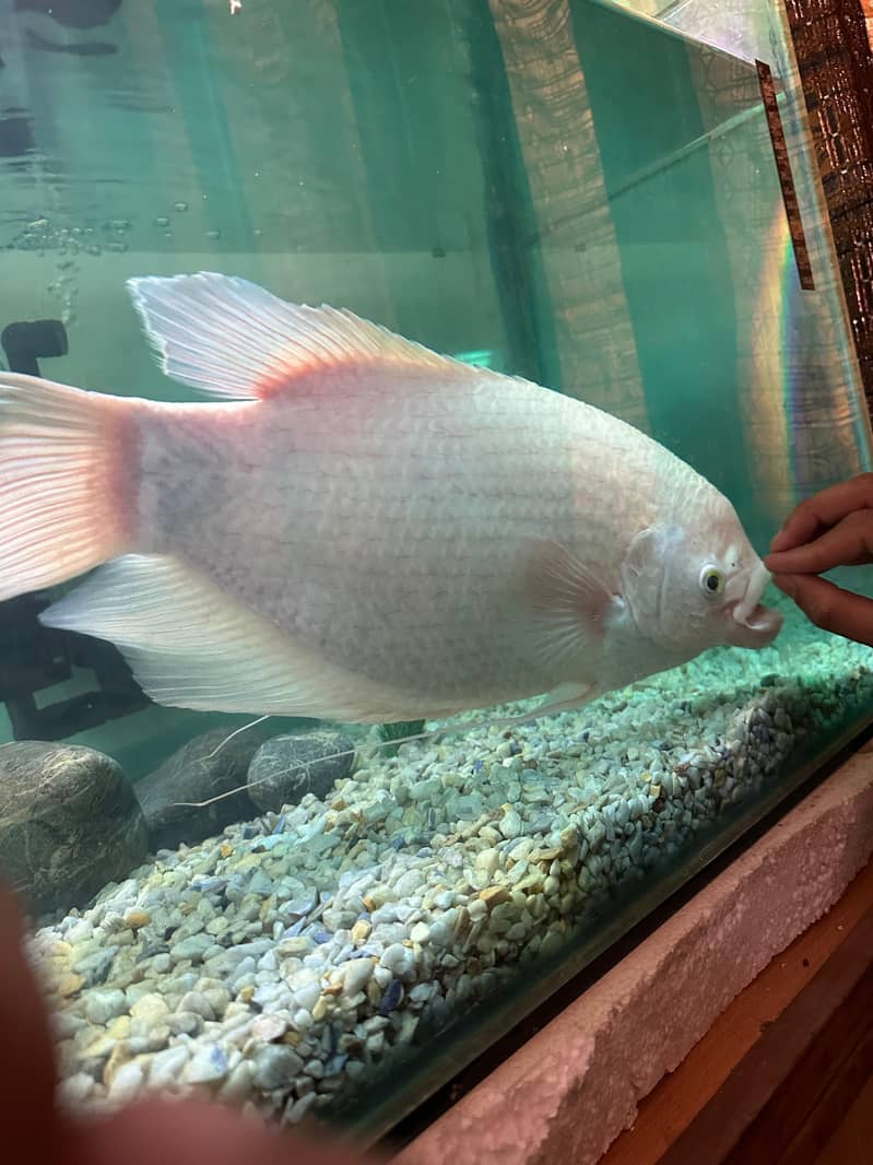 Gourami 2