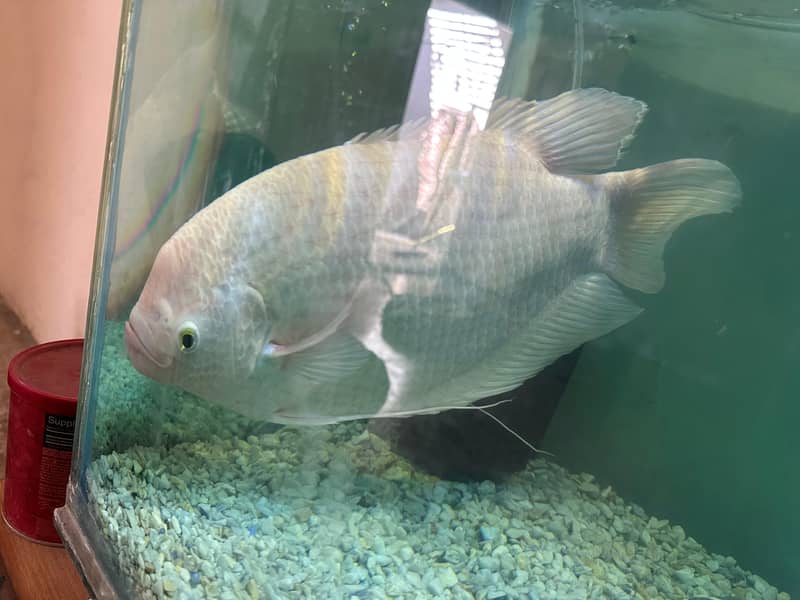 Gourami 3