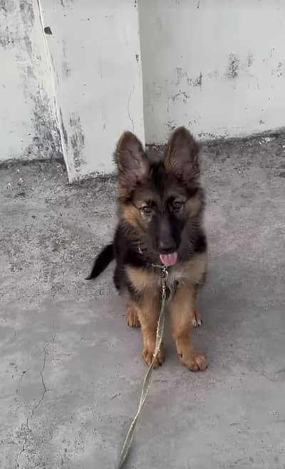 German shepherd puppies