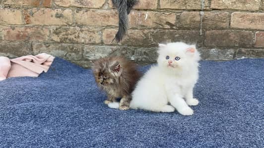 semi punch face triple coat  kittens available  03234102419