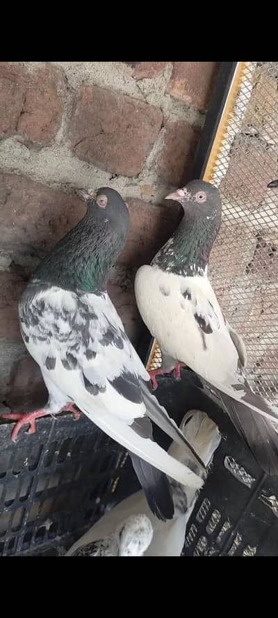 high quality pigeons