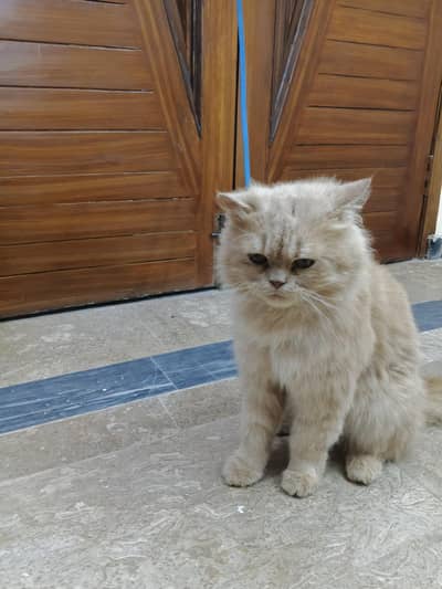 Lovely Pet Cat for Sale – Playful & Friendly