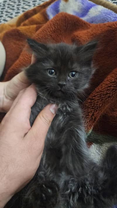 Persian kitten