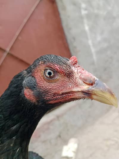 Thai ganoi female only serious Bayer contact me