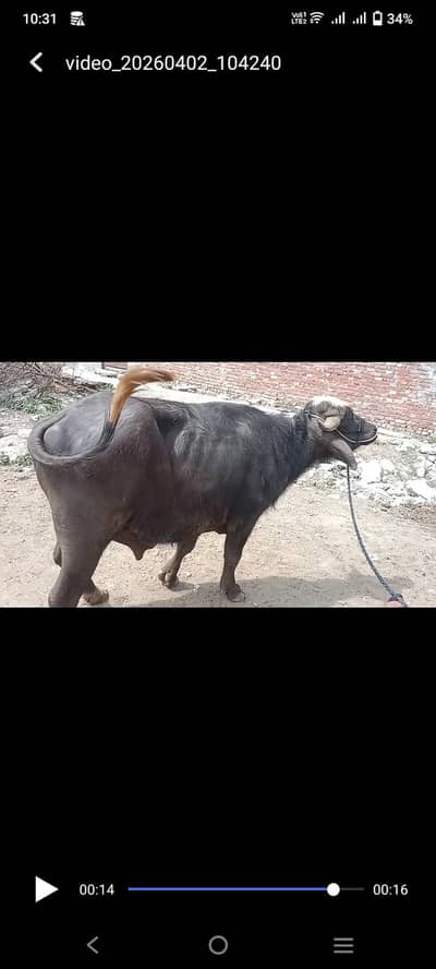 2 dant kata boht kubsurt ha