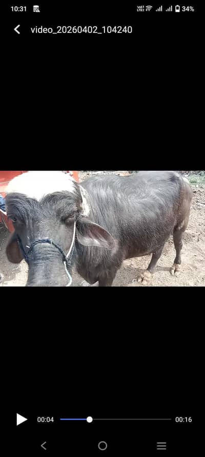 2 dant kata boht kubsurt ha03094037476