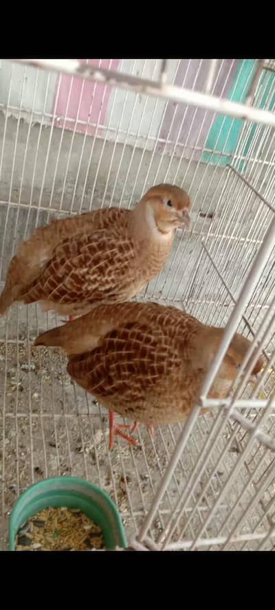 white and irani pairs