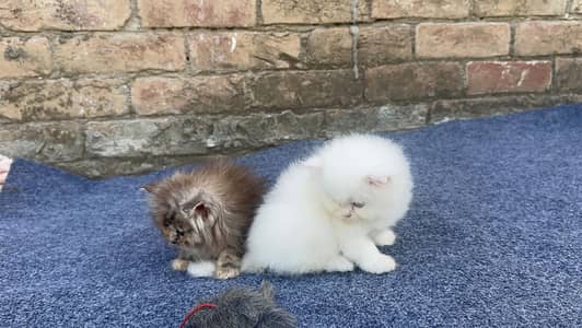 perisan female kittens 03234102419