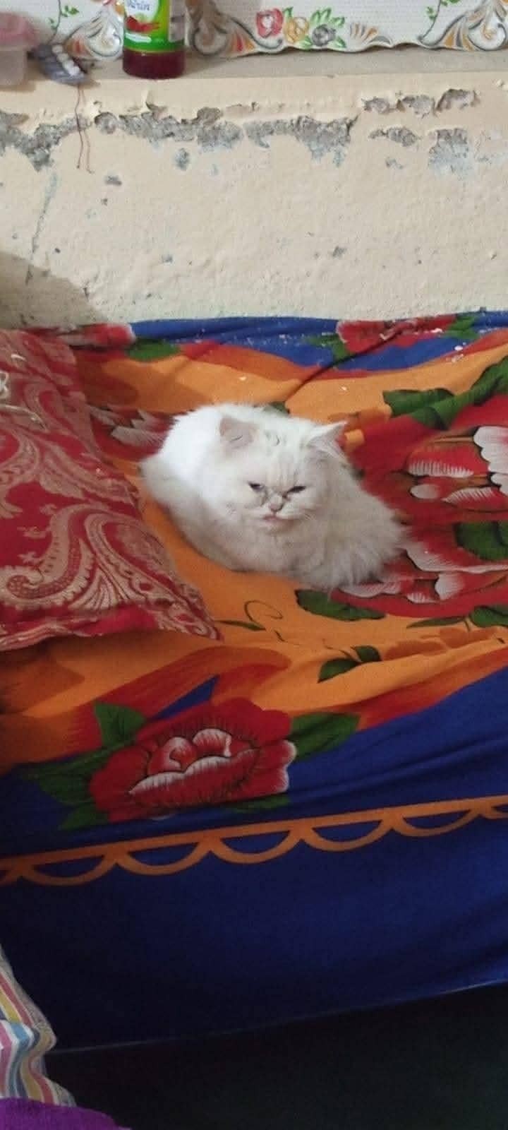 اس کا نام مانو ہے اردو سپیکنگ سمجھتی ہے اور پشتو سمجھتی ہے 0