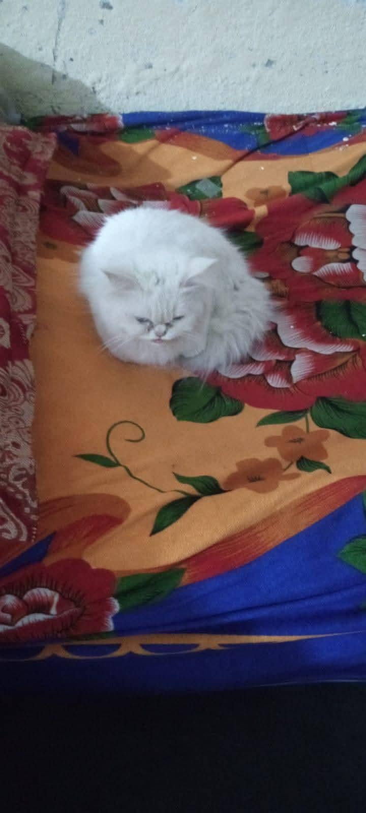 اس کا نام مانو ہے اردو سپیکنگ سمجھتی ہے اور پشتو سمجھتی ہے 2