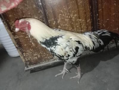 Aseel maimwali Ka male ha or female 03292347403