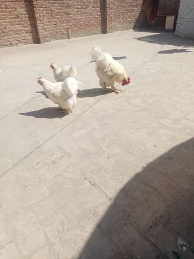 white Cochin heavy trio