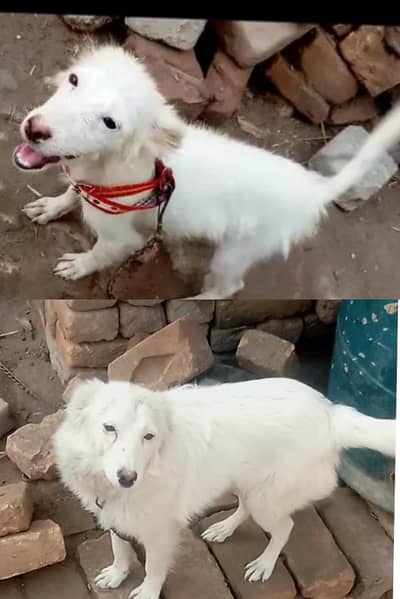 Russian dog for sale