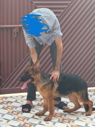 Pedigree German Shepherd Dog available for sale
