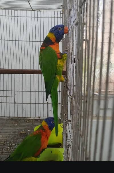 Lorries lorry parrot loriketies