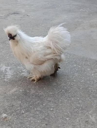 white silki breeder male for sale