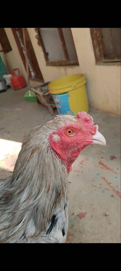 Thai Pakoye rooster