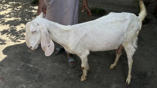 Rajan Pur pure bakri