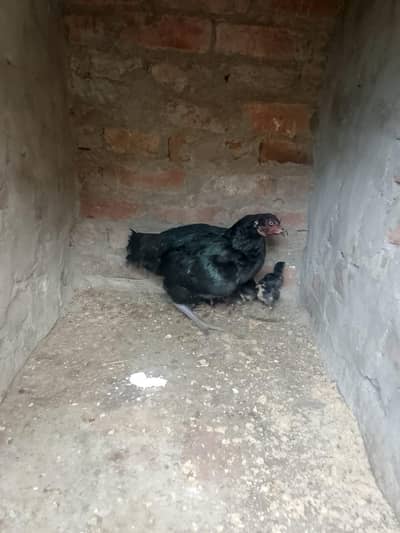 aseel murgi with chicks