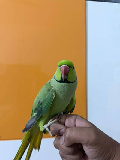 Talking parrot