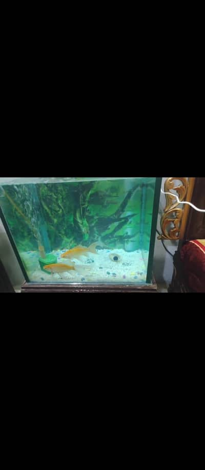 two fish with aquarium