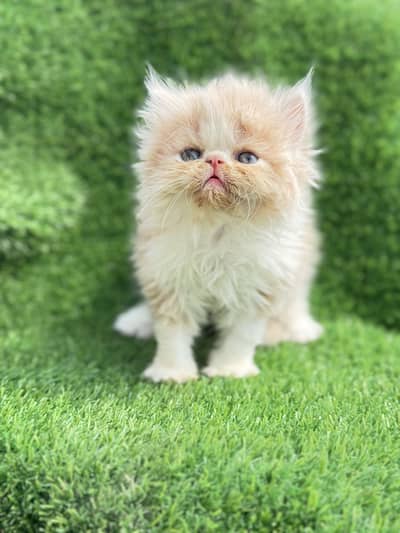 Pure persian piki face bi coloure female kitten