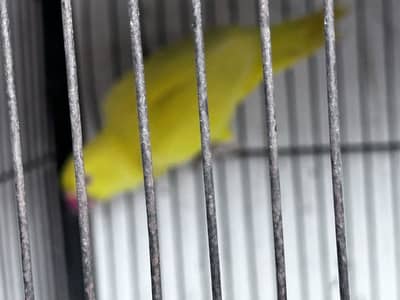 Kashmiri/yellow/ Cremino/cage for sale