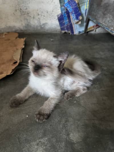 Pure semi male kitten available