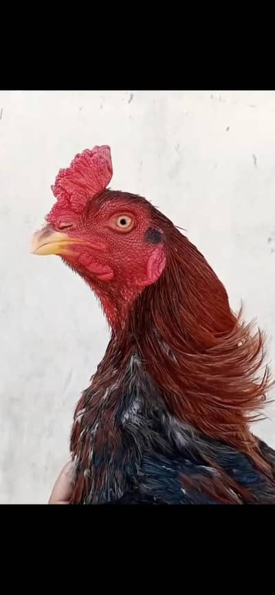 Marathi aseel bahot pyari nasal ha 2500 gram wazan ha grenty ha