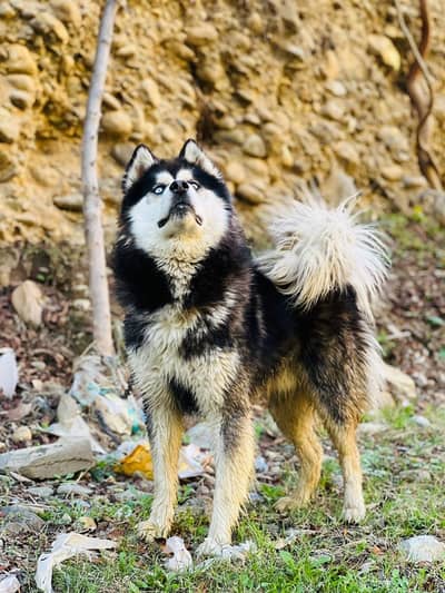 Long coat  husky male