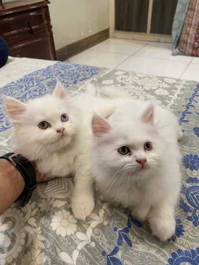 Triple coat Persian kittens white color (peki bloodline)