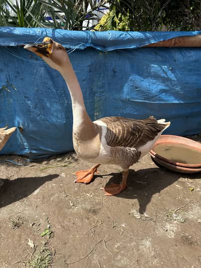 Big Ducks Or Jora hans batakh