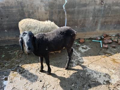 Male sheep for qurbani