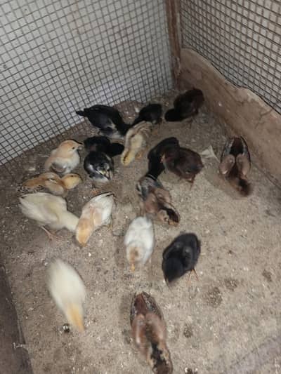 aseel chicks