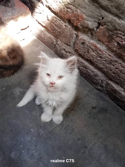 cat kittens Persian kittens beautiful kittens  double coat cats