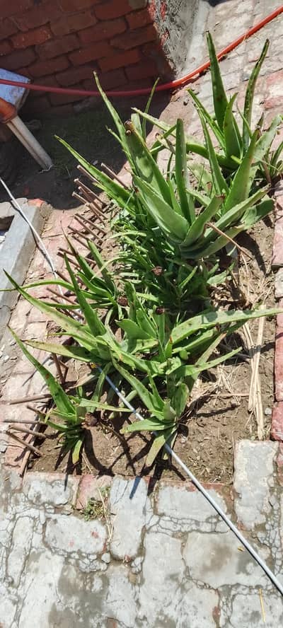 Alowera plants 50 ropy par plant