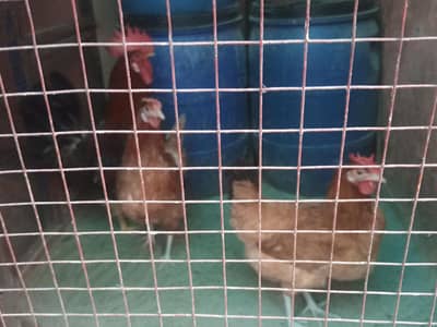 Egg Laying Hens Available Healthy And Active