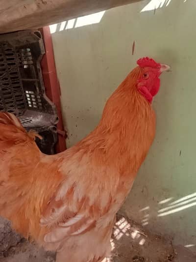 Golden buff healthy and active breeder male available for sale