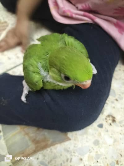 ringneck pair ,male chicks 03248203246 raw female