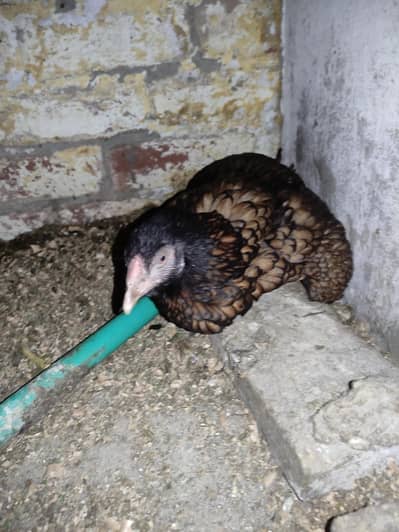 kurak aseel murgi forsale  hai  bilkul young murgi ha