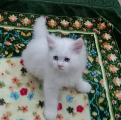 Kitten white male
